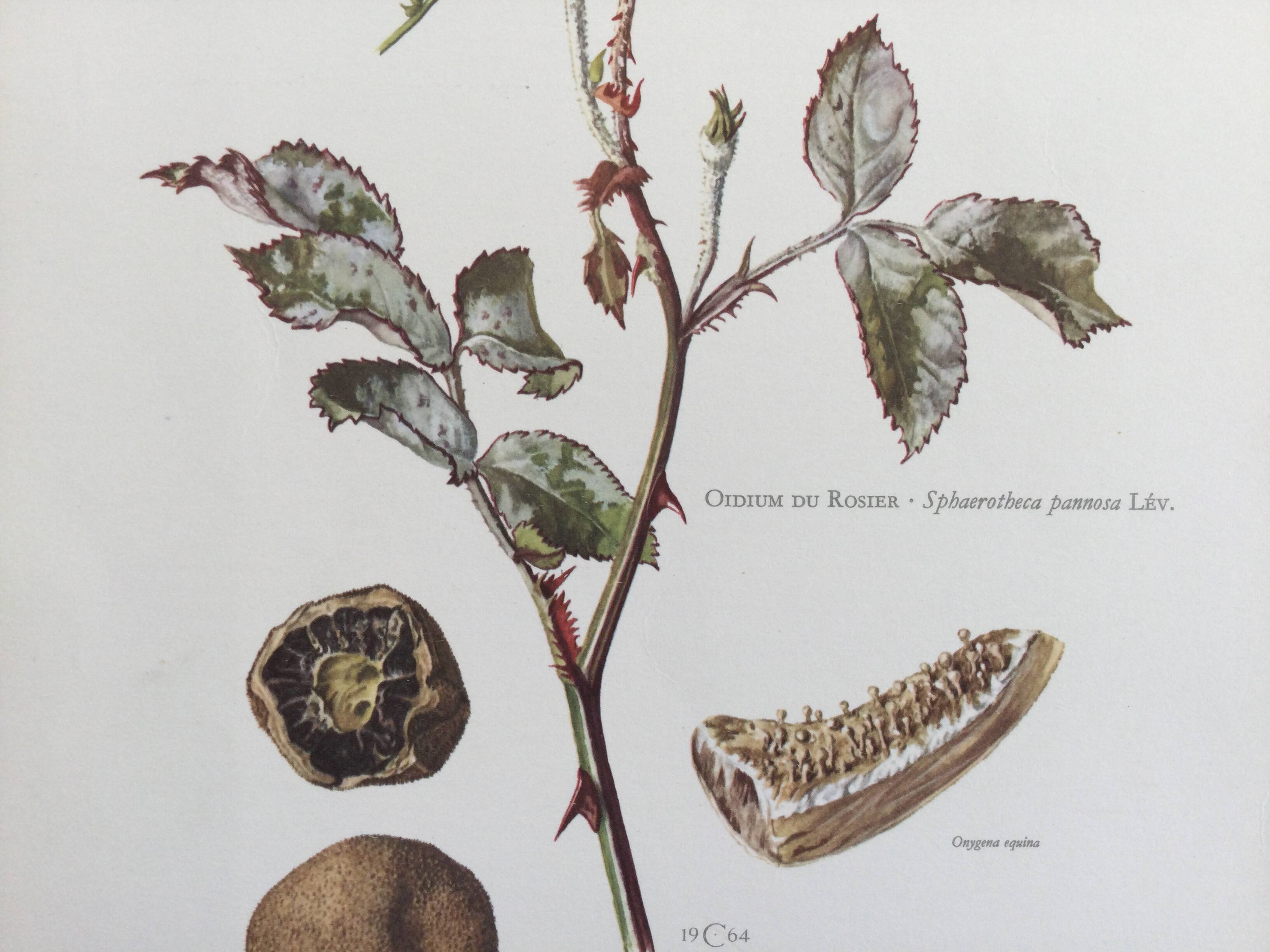 Botanical illustration of mushrooms, 1960s