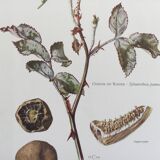 Botanical illustration of mushrooms, 1960s