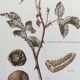 Illustration botanique champignons,  années 60