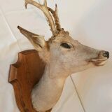 Roe deer trophy