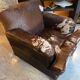 Fauteuil club en peau de chèvre