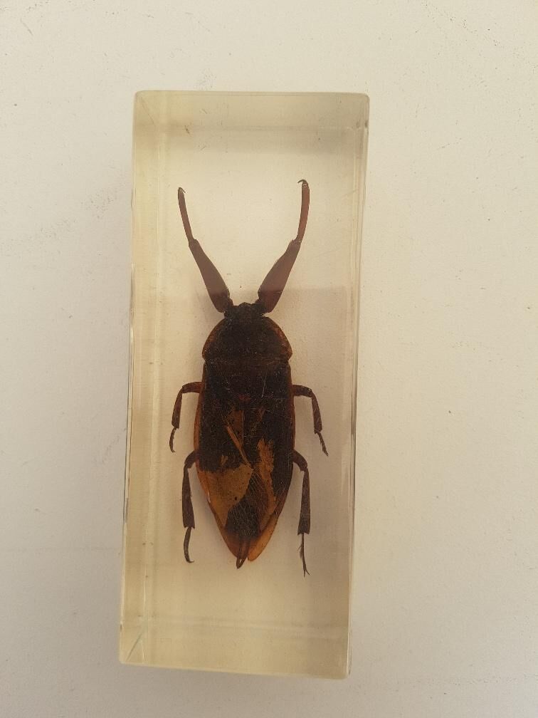 Batch of 3 insects in resin inclusion