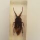 Batch of 3 insects in resin inclusion
