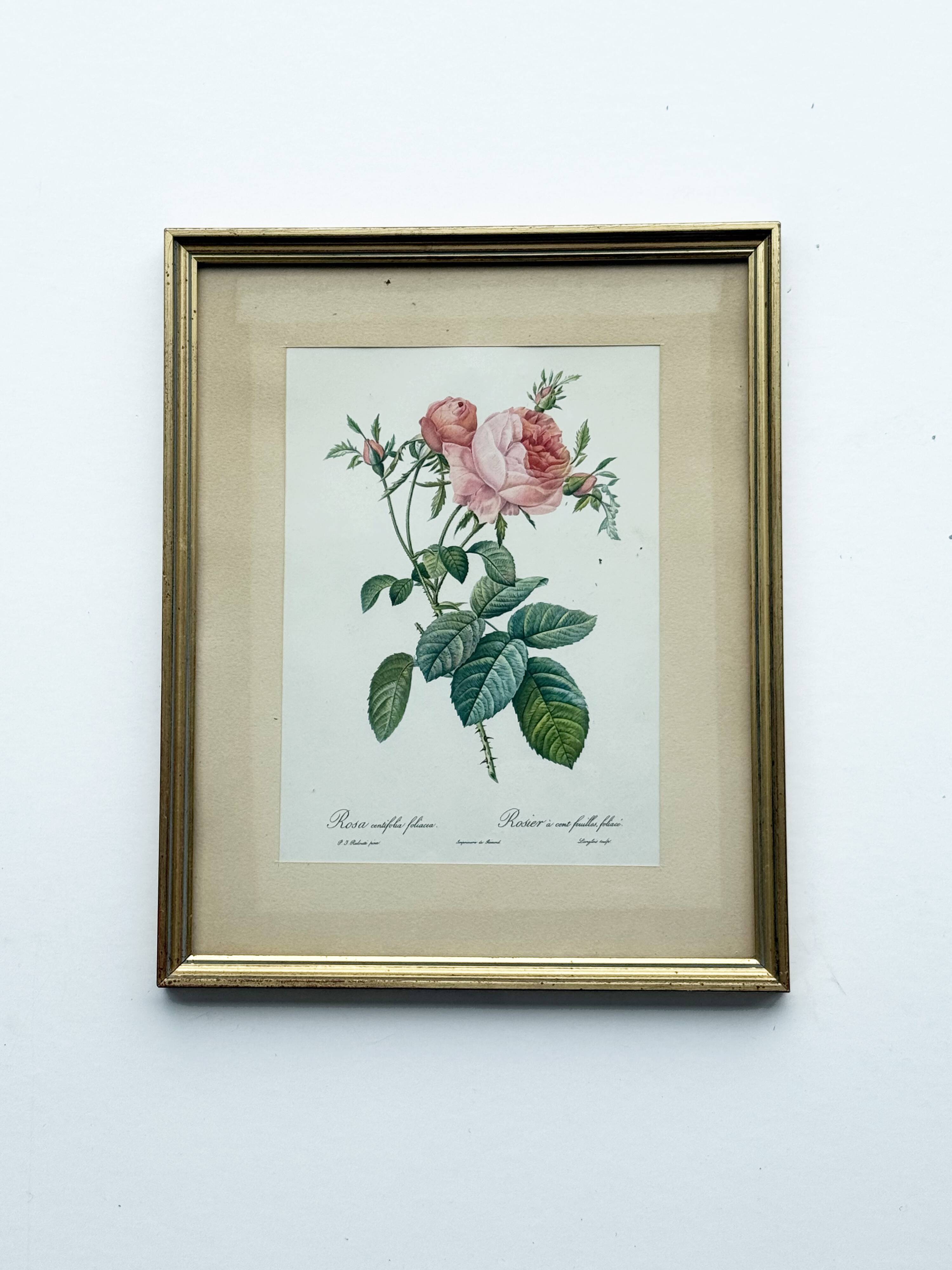 Floral illustration