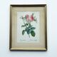 Floral illustration