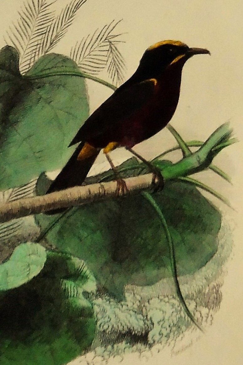 Buffon 1838 - ornithological board