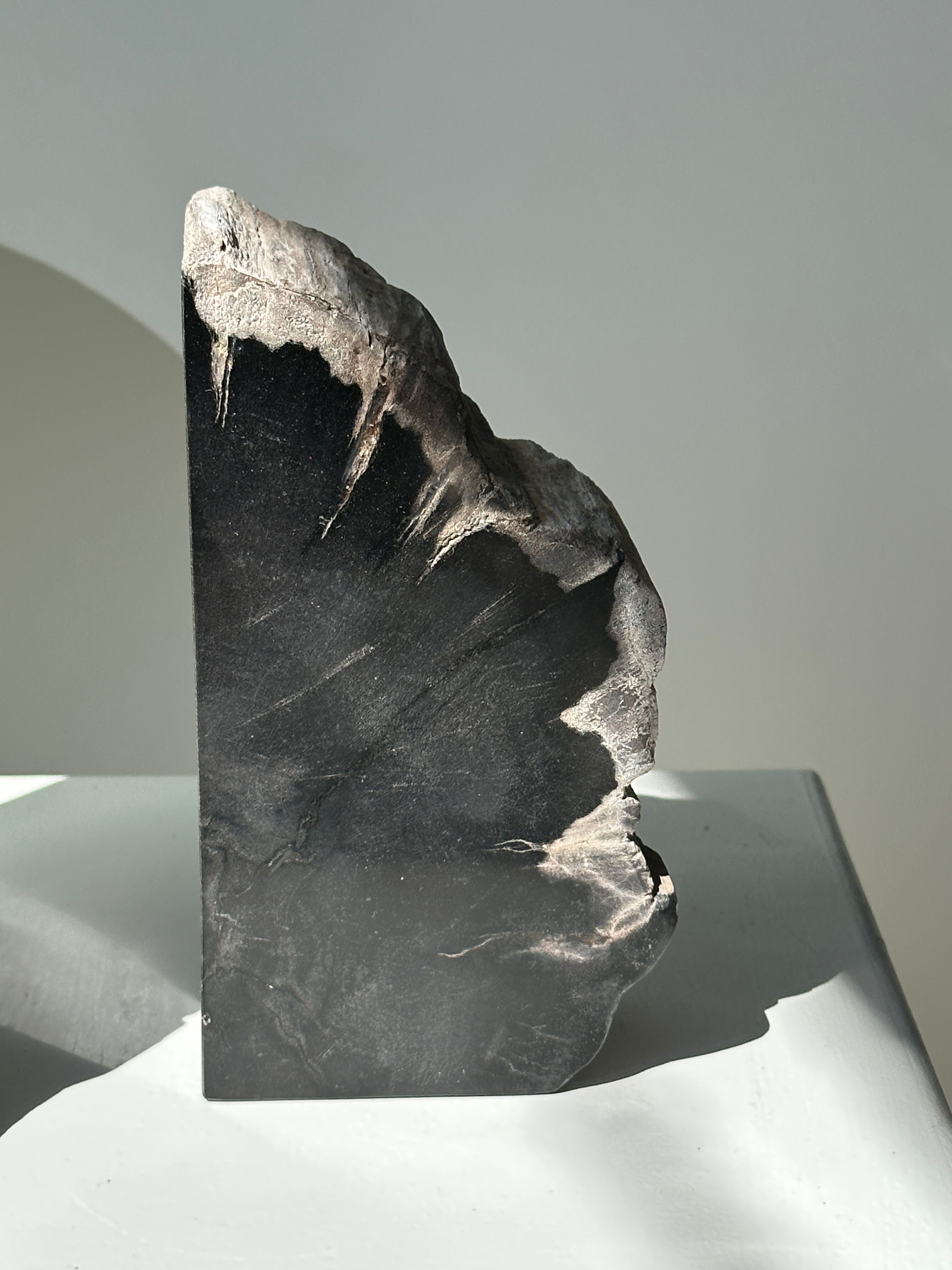 Black petrified wood bookend H17 L17 P6