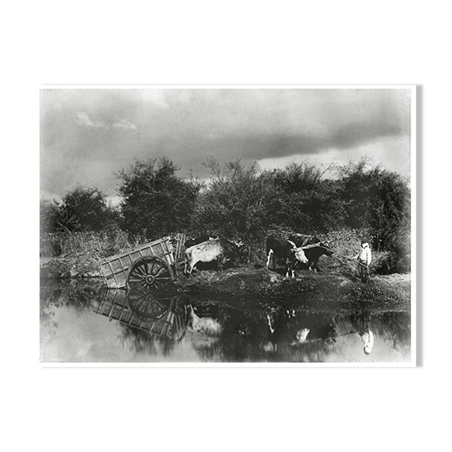 Photograph XIXth a pond and two teams of oxen