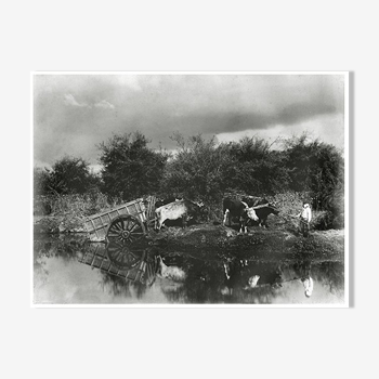 Photograph XIXth a pond and two teams of oxen