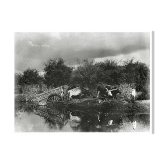 Photograph XIXth a pond and two teams of oxen