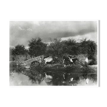 Photograph XIXth a pond and two teams of oxen