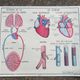 Rossignol school poster N°5 The heart N°6 Vintage traffic