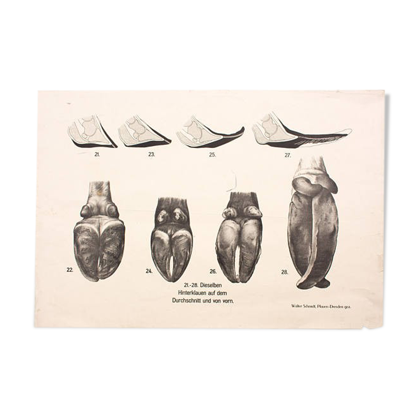 Poster by Dr. G Pusch, "Anatomy of Cows", 1901