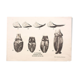 Poster by Dr. G Pusch, "Anatomy of Cows", 1901