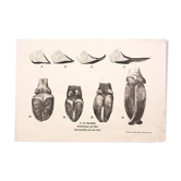 Affiche par Dr G Pusch, « Anatomie de vaches », 1901