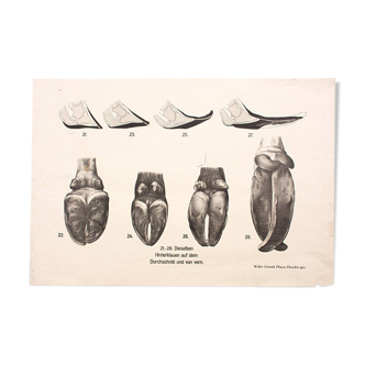 Poster by Dr. G Pusch, "Anatomy of Cows", 1901