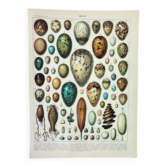 Old engraving 1898, Eggs, birds, animals, zoology • Original and vintage lithograph