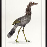 Lithograph chimeric engraving animal - the cariapocampus