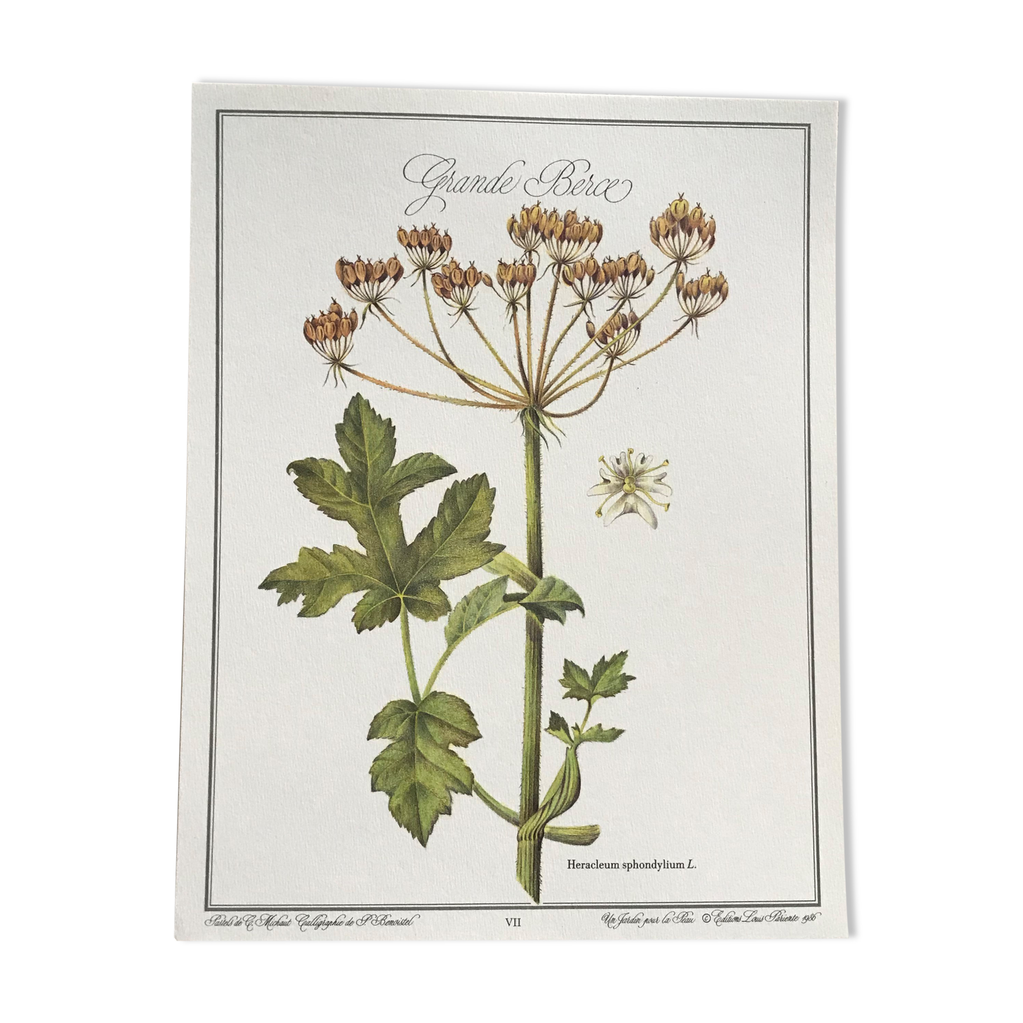 Botanical plank the Grande Berce