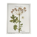 Botanical plank the Grande Berce