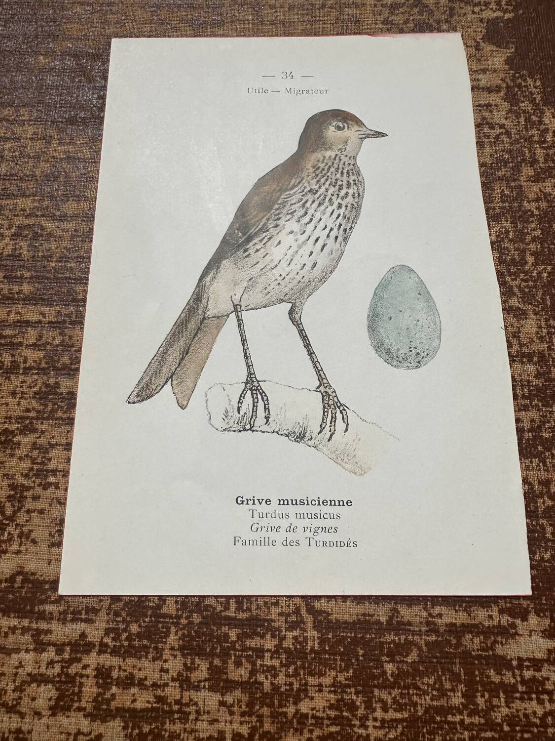 Botanical board old naturalist engraving birds double-sided
