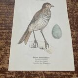 Botanical board old naturalist engraving birds double-sided