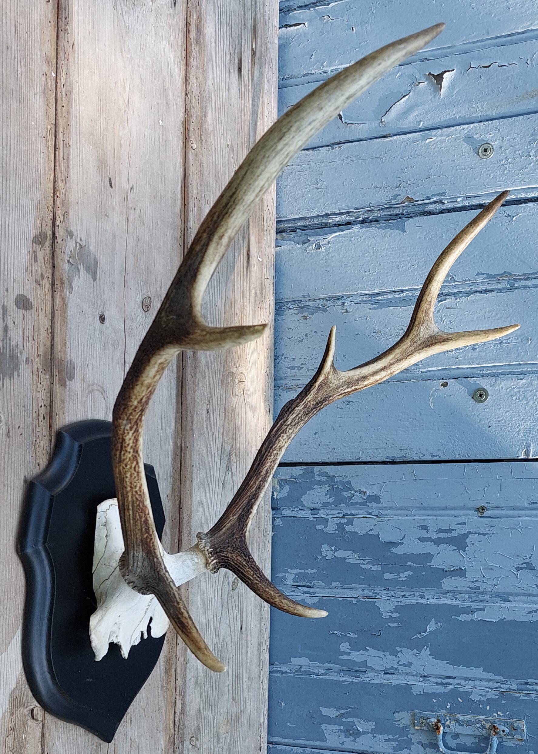 Deer slaughter hunting trophy