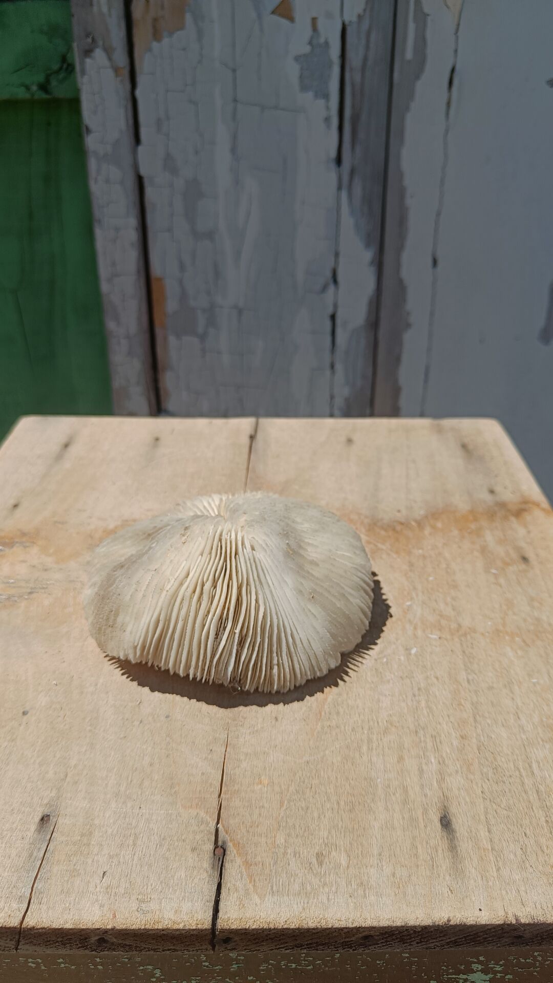 Natural white coral from the 1970s