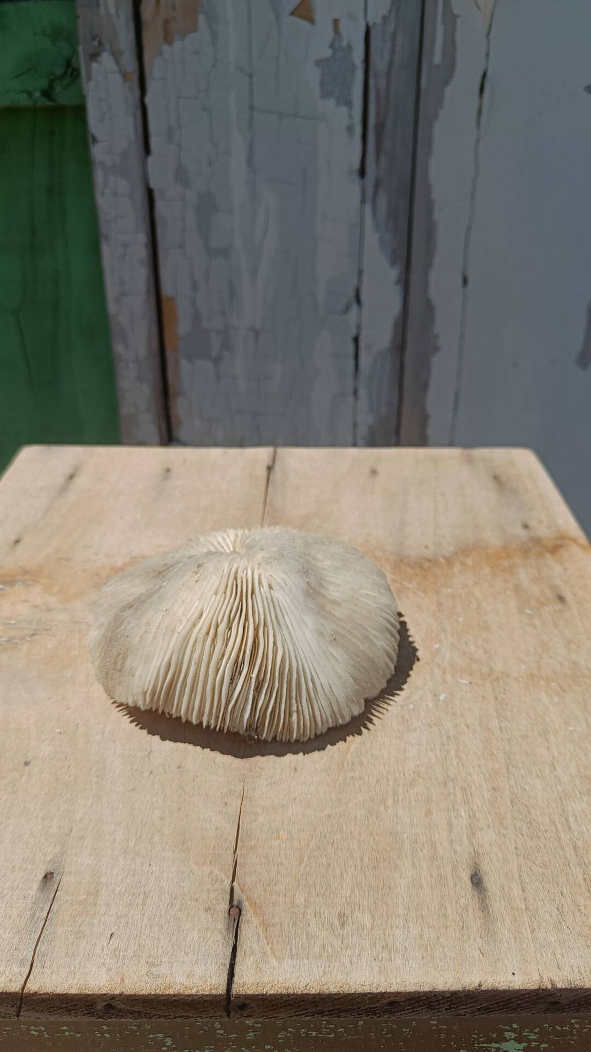 Corail blanc naturel années 70