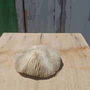 Corail blanc naturel années 70