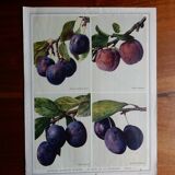 40s poster on plums