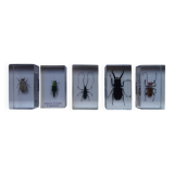 5 insectes inclusion résine vintage