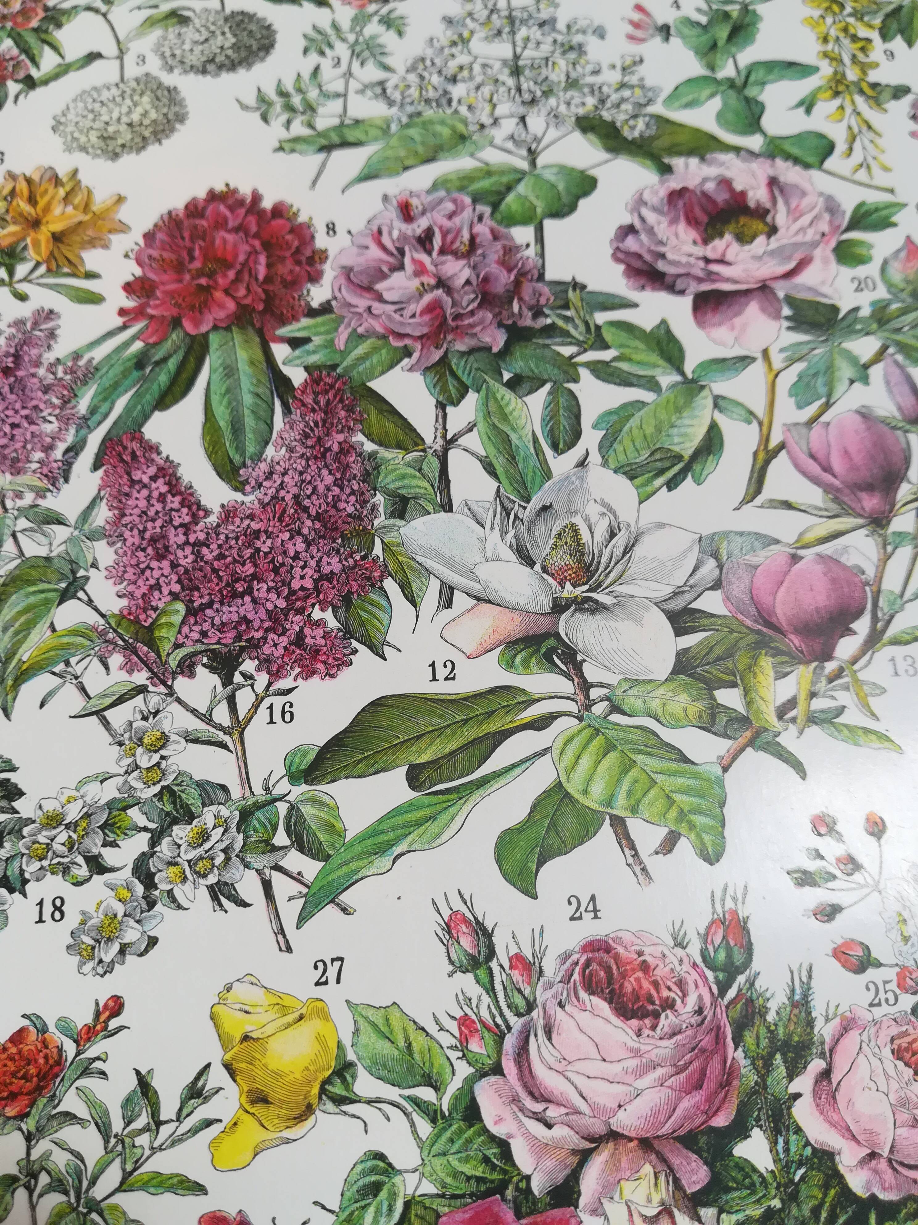 Lithograph on flowers from 1928 "rose bushes"