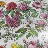 Lithograph on flowers from 1928 "rose bushes"