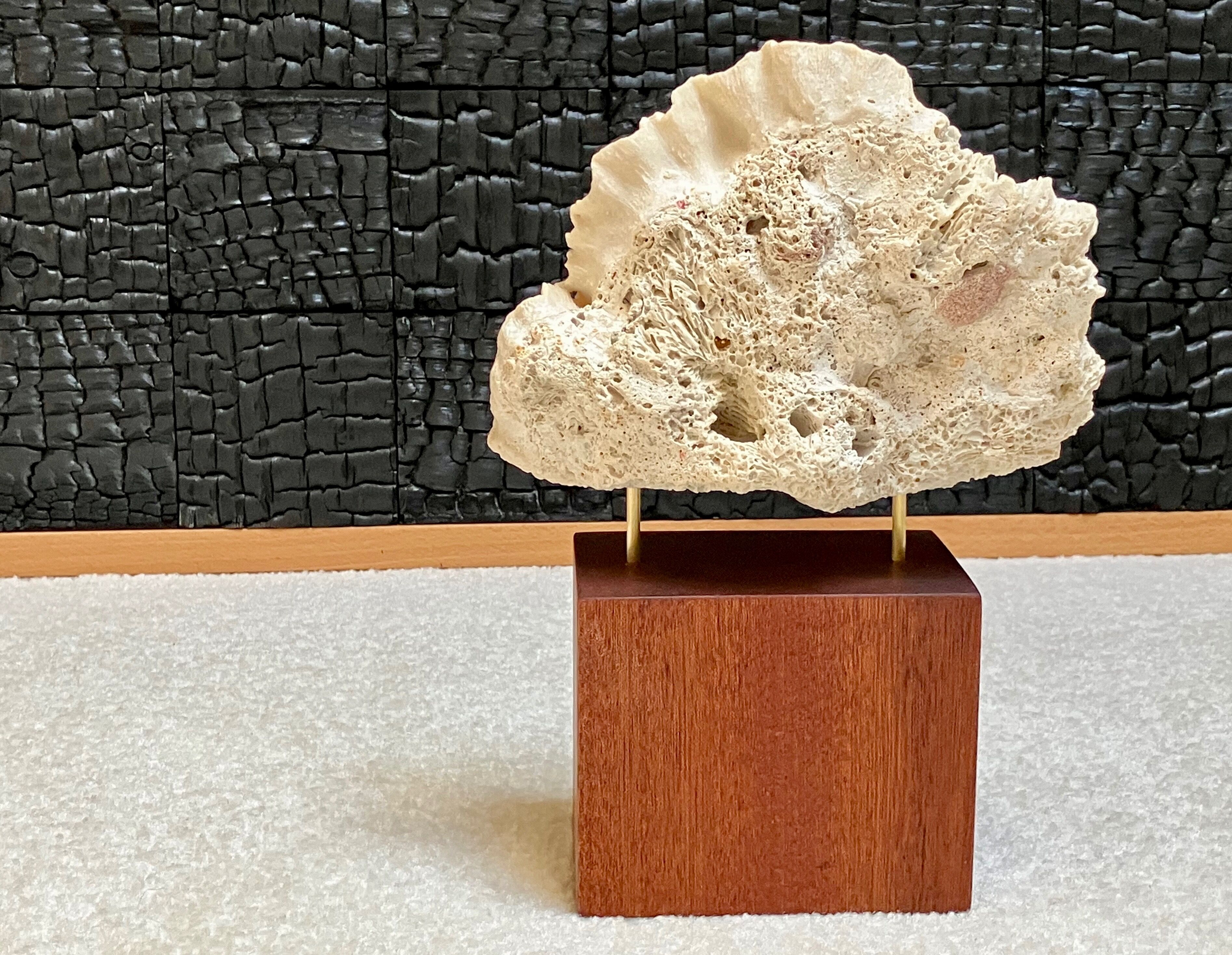 Fossil coral on pedestal