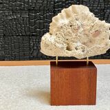 Fossil coral on pedestal