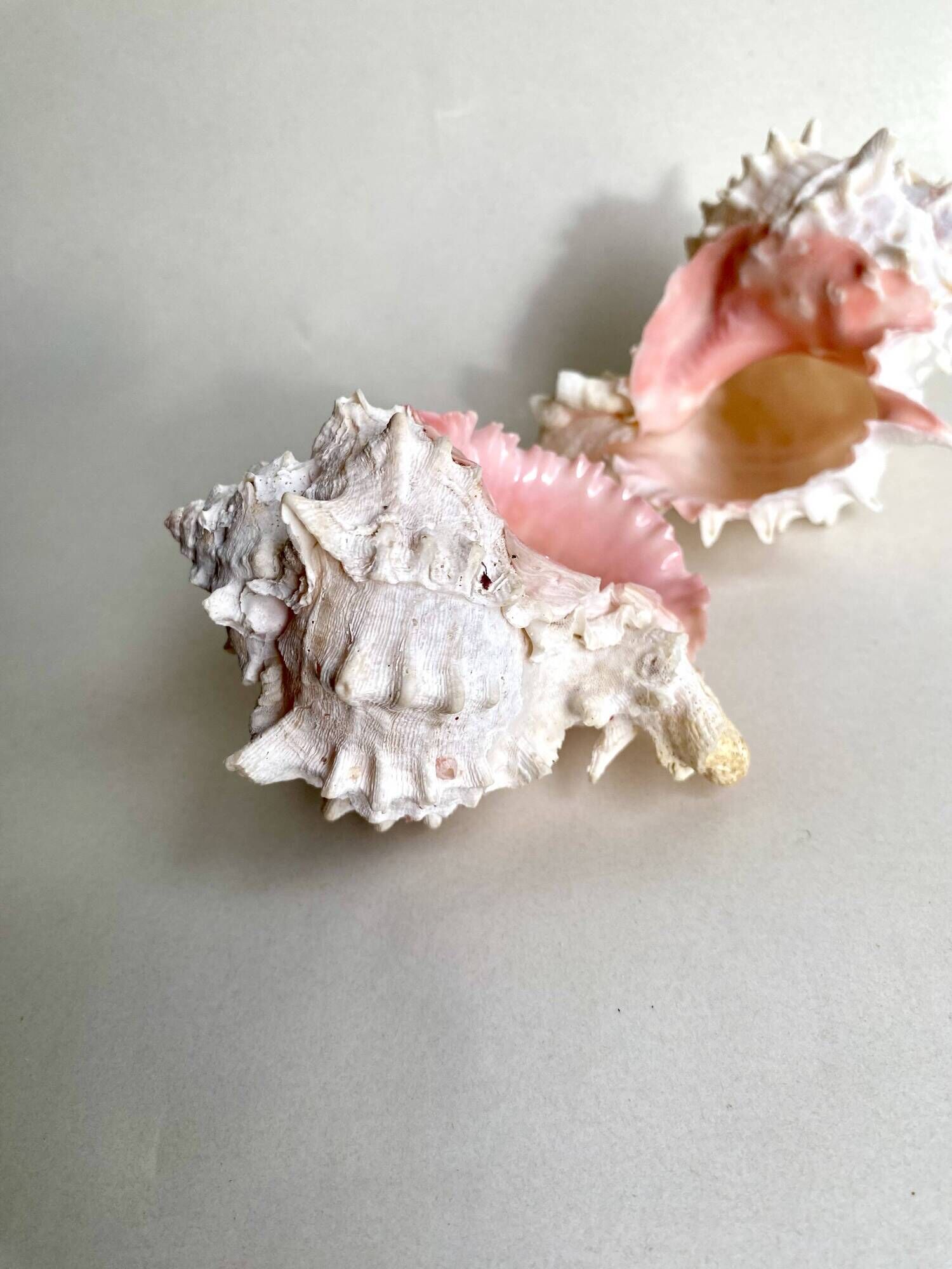 Set Murex Rameux shells