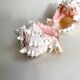 Set Murex Rameux shells