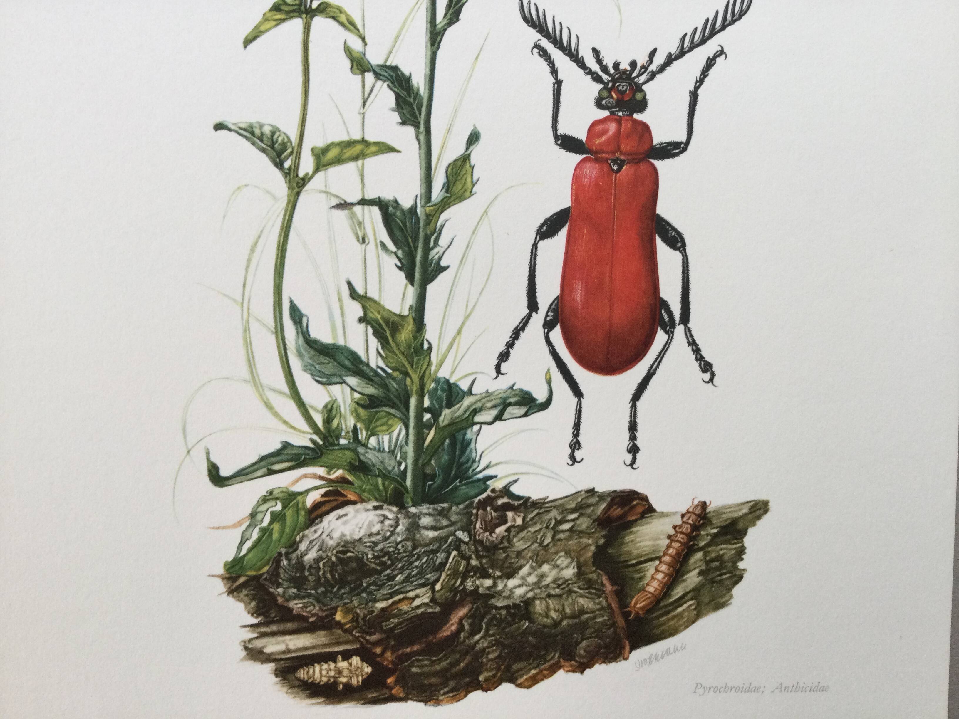 Antique Insect Illustration, Vintage Print, 1960s