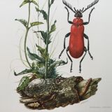 Antique Insect Illustration, Vintage Print, 1960s