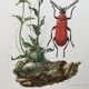 Antique Insect Illustration, Vintage Print, 1960s