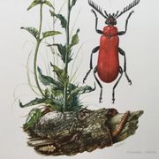Antique Insect Illustration, Vintage Print, 1960s