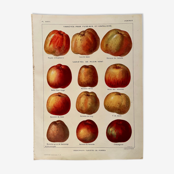 Lithographie sur les pommes de 1921