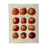 Lithograph on apples from 1921