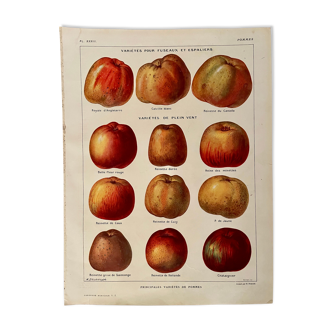 Lithograph on apples from 1921