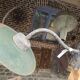 Industrial iron swan neck wall light