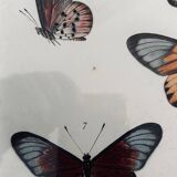 Butterfly frame