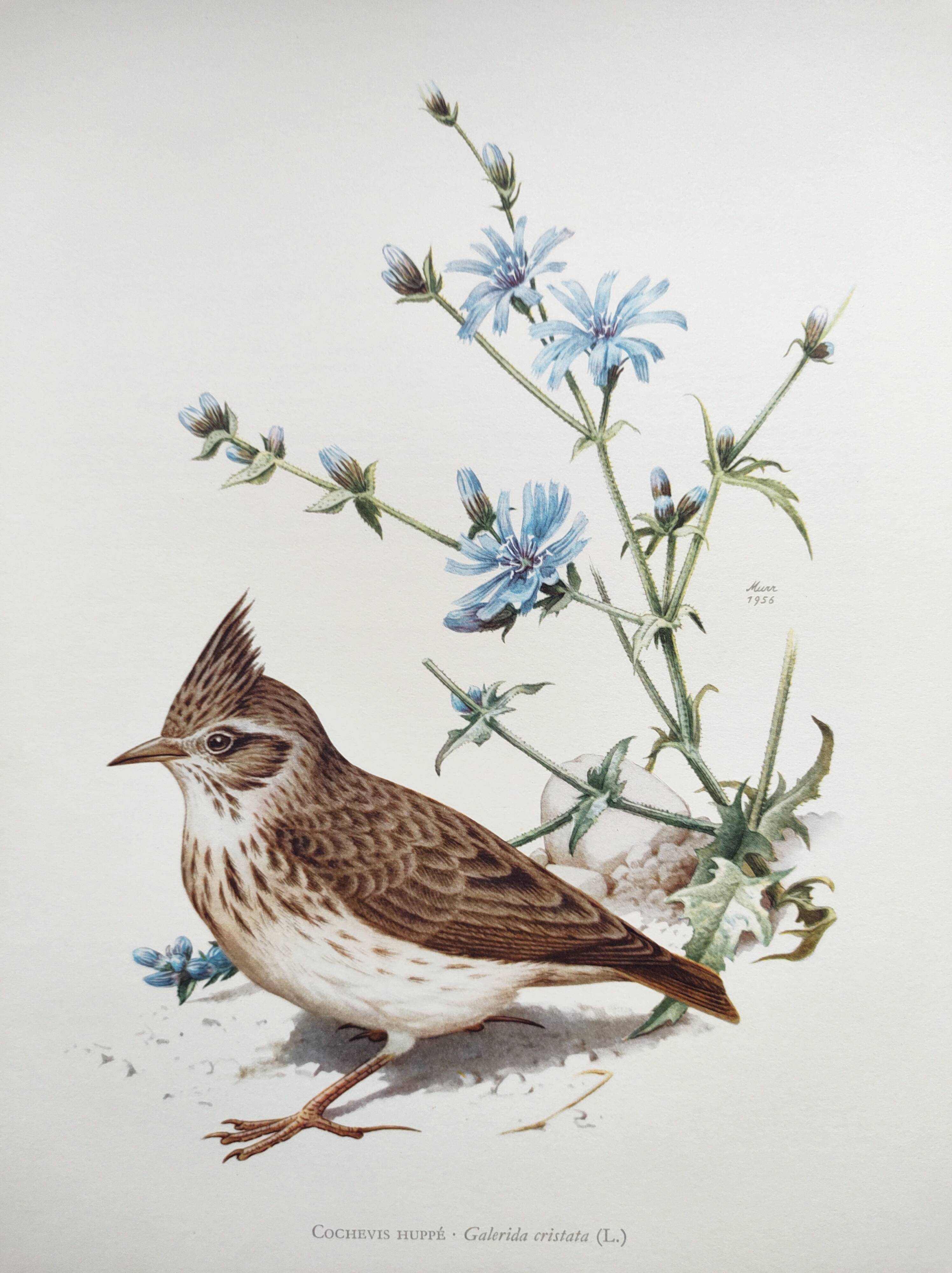 Old bird board 1960s - Crested Cochevis - Zoology and ornithology image