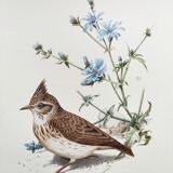 Old bird board 1960s - Crested Cochevis - Zoology and ornithology image