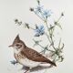 Old bird board 1960s - Crested Cochevis - Zoology and ornithology image